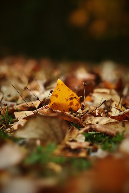 森林狼与活 森林狼与活